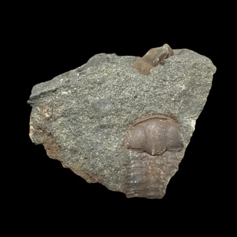 Trilobit Ellipsocephalus hoffi – Jince, ČR
