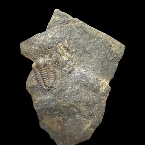 Trilobit Ellipsocephalus hoffi – Jince, ČR