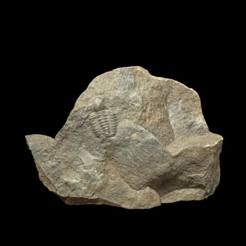 Trilobit Ellipsocephalus hoffi – Jince, ČR