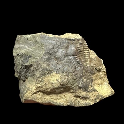 Trilobit Ellipsocephalus hoffi – Jince, ČR