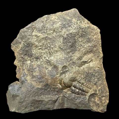 Trilobit Ellipsocephalus hoffi – Jince, ČR