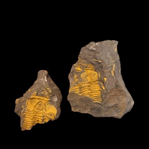 Trilobit Conocoryphe cirina – Rejkovice, ČR