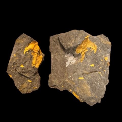 Trilobit Conocoryphe cirina – Rejkovice, ČR
