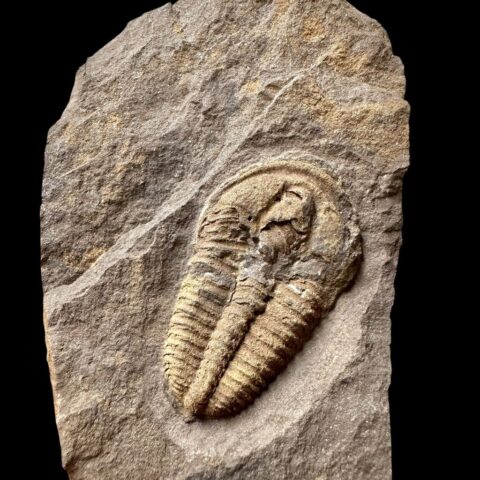 Trilobit Conocoryphe cirina – Rejkovice, ČR