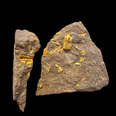 Trilobit Skreiaspis spinosa – Rejkovice, ČR