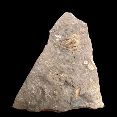 Trilobit Litavkaspis rejkovicensis – Rejkovice, ČR
