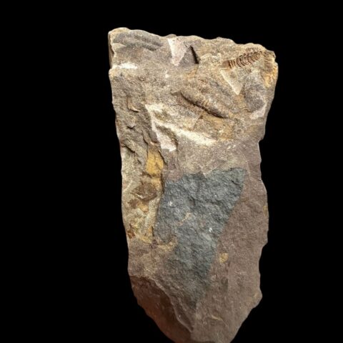 Trilobit Litavkaspis rejkovicensis – Rejkovice, ČR