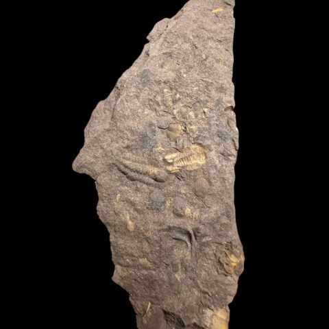 Trilobit Litavkaspis rejkovicensis – Rejkovice, ČR