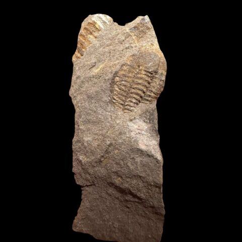 Trilobit Litavkaspis rejkovicensis – Rejkovice, ČR
