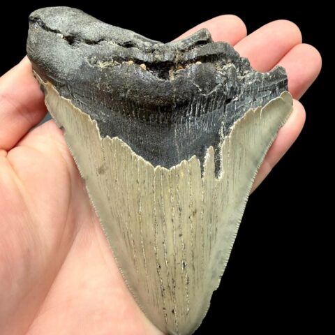 Fosilní zub megalodona 13cm – Severní Karolína, USA