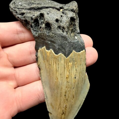 Fosilní zub megalodona 10cm – Severní Karolína, USA