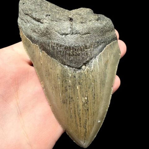 Fosilní zub megalodona 13cm – Severní Karolína, USA