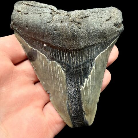 Fosilní zub megalodona 8cm – Severní Karolína, USA