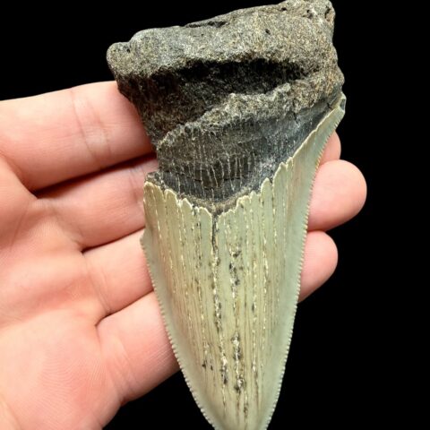 Fosilní zub megalodona 10cm – Severní Karolína, USA