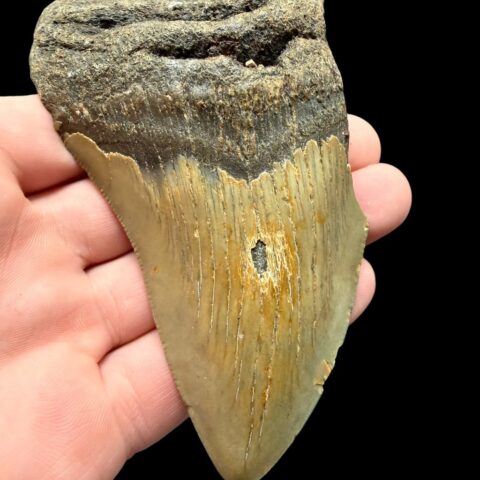 Fosilní zub megalodona 10cm – Severní Karolína, USA