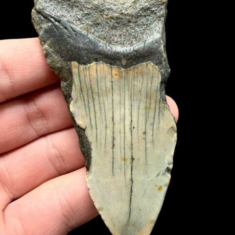 Fosilní zub megalodona 8cm – Severní Karolína, USA