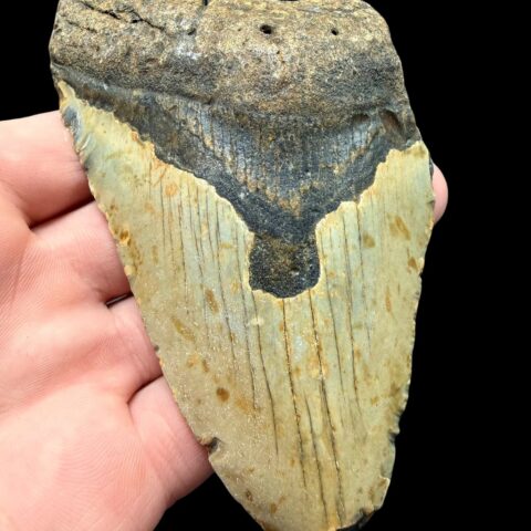 Fosilní zub megalodona 11cm – Severní Karolína, USA