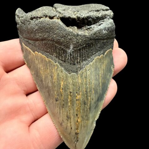 Fosilní zub megalodona 9cm – Severní Karolína, USA