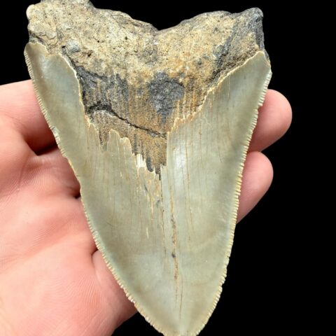 Fosilní zub megalodona 9cm – Severní Karolína, USA