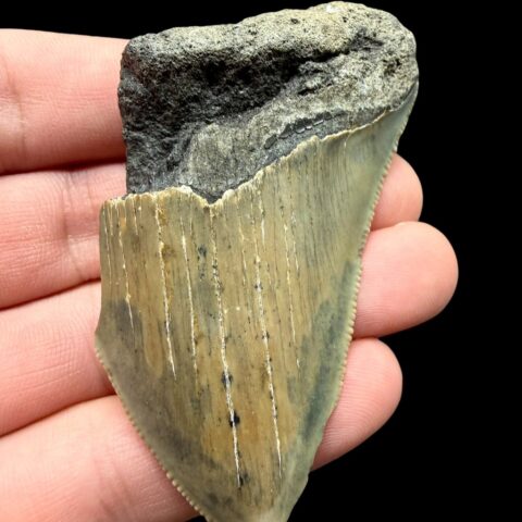 Fosilní zub megalodona 7cm – Severní Karolína, USA
