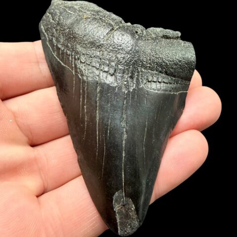Fosilní zub megalodona 8cm – Severní Karolína, USA