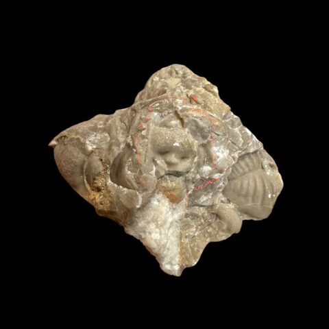 Kranidium trilobita Leonaspis pigra, Phacops hoseri a Proetus fallax – Koněprusy, ČR