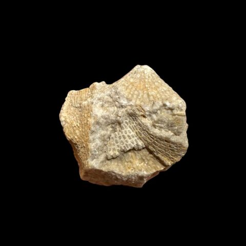 Mechovka Isotrypa pannosa – Koněprusy, ČR