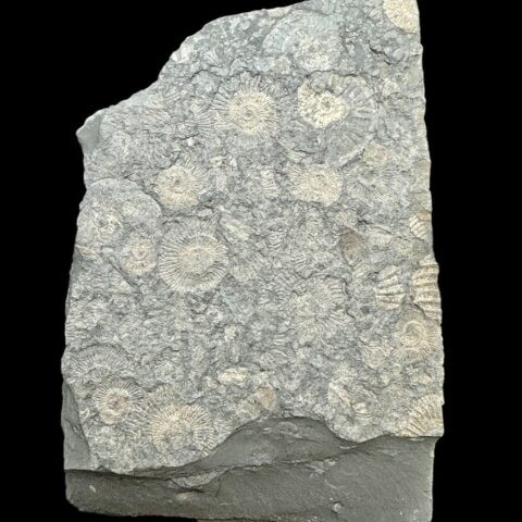 Amonit Dactylioceras – Holzmaden, Německo