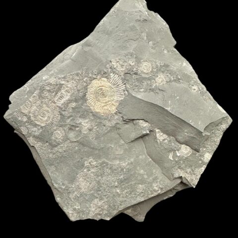 Amonit Dactylioceras – Holzmaden, Německo