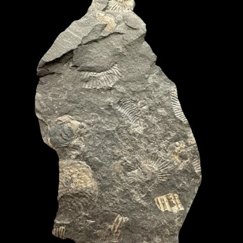 Amonit Dactylioceras – Holzmaden, Německo