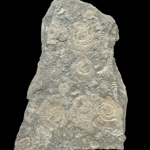 Amonit Dactylioceras – Holzmaden, Německo