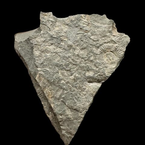 Amonit Dactylioceras – Holzmaden, Německo