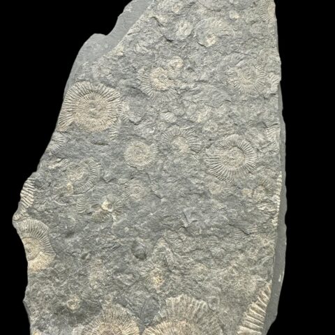 Amonit Dactylioceras – Holzmaden, Německo