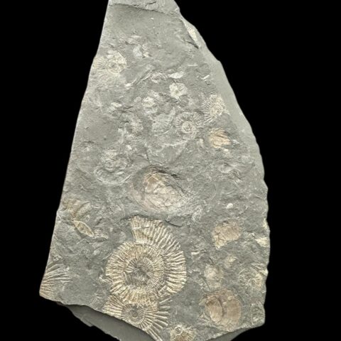 Amonit Dactylioceras – Holzmaden, Německo
