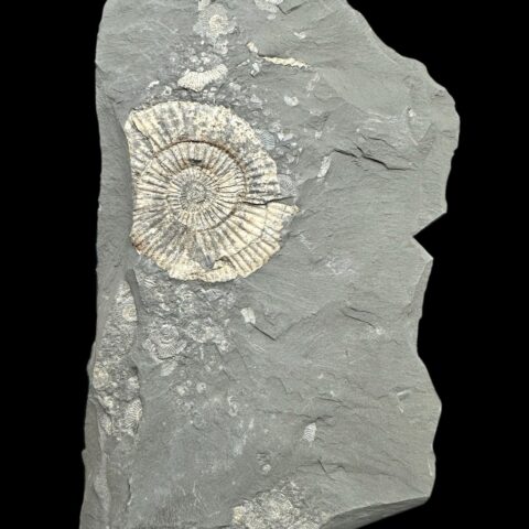 Amonit Dactylioceras – Holzmaden, Německo