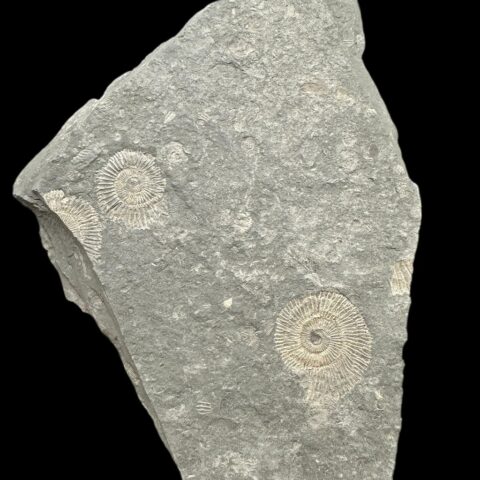 Amonit Dactylioceras – Holzmaden, Německo