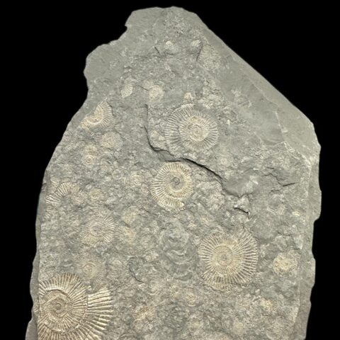 Amonit Dactylioceras – Holzmaden, Německo