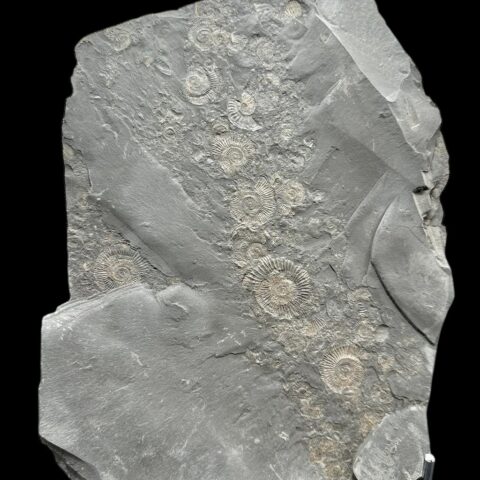 Amonit Dactylioceras – Holzmaden, Německo