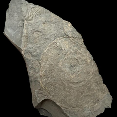 Amonit Harpoceras s menšími amonity Dactylioceras – Holzmaden, Německo