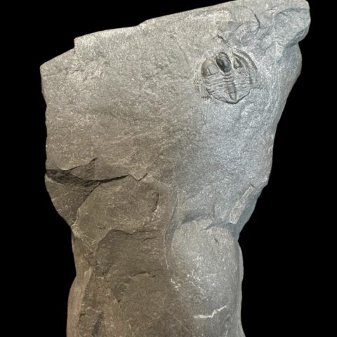Trilobit Onnia Superba – Pankrác, Metro D, ČR