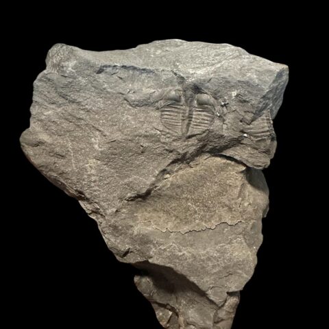 Trilobit Onnia Superba – Pankrác, Metro D, ČR