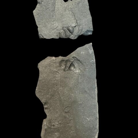 Trilobit Onnia Superba – Pankrác, Metro D, ČR