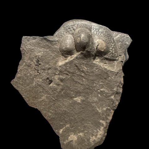 Trilobit Onnia Superba – Pankrác, Metro D, ČR