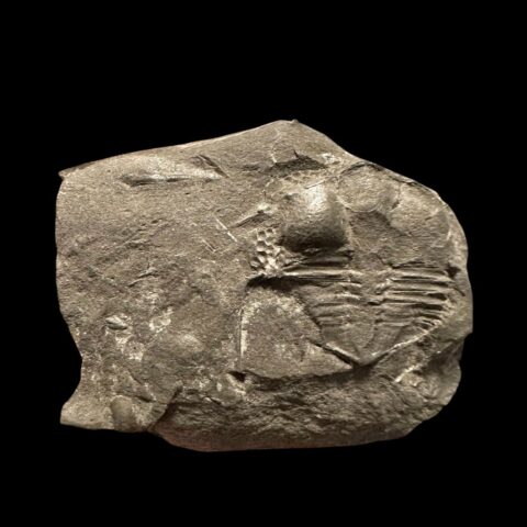 Trilobit Onnia Superba – Pankrác, Metro D, ČR