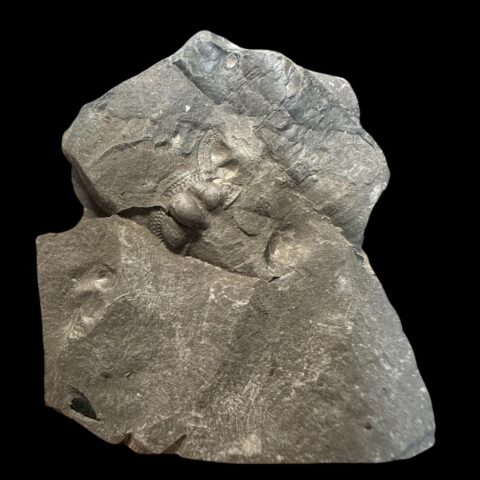 Trilobit Onnia Superba – Pankrác, Metro D, ČR
