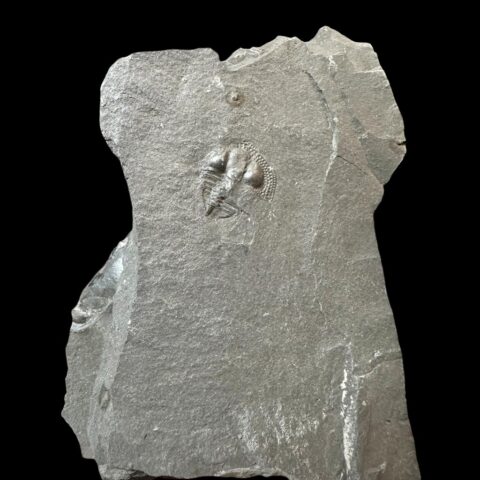 Trilobit Onnia Superba – Pankrác, Metro D, ČR