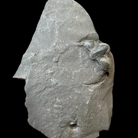 Trilobit Onnia Superba – Pankrác, Metro D, ČR