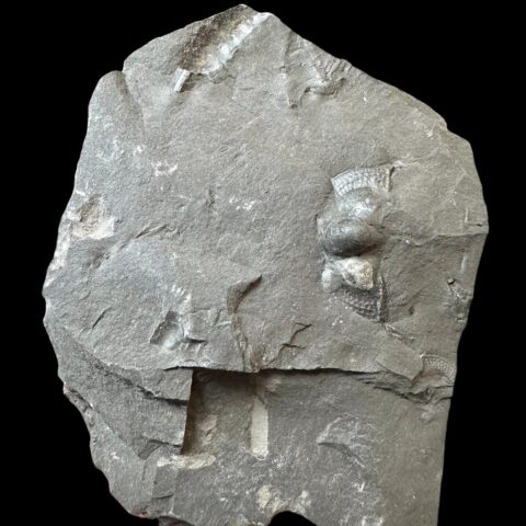 Trilobit Onnia Superba – Pankrác, Metro D, ČR