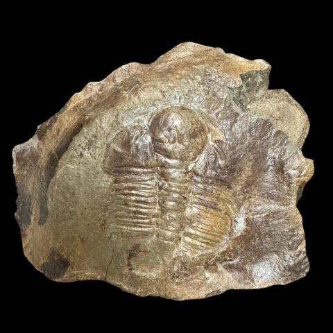 Trilobit Hydrocephalus minor – Jince, ČR