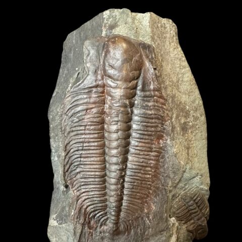 Trilobit Hydrocephalus minor – Jince, ČR